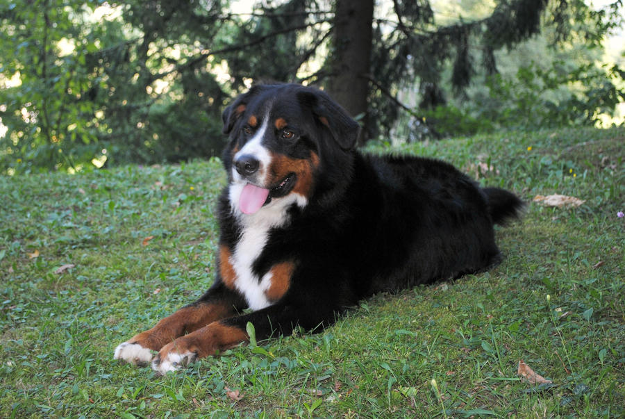 bernese mountain dog clipart - photo #49