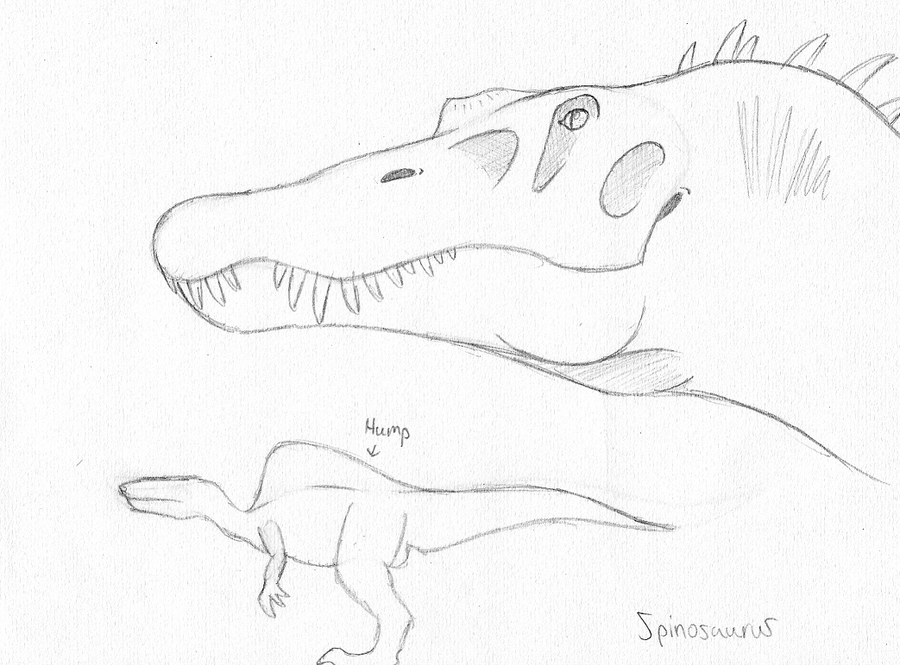 Spinosaurus sketch by guilmon182