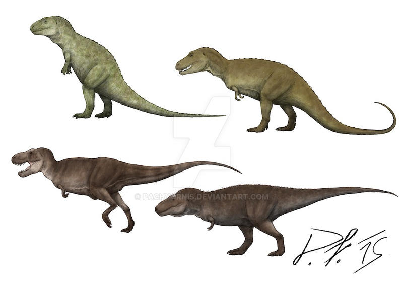 evolution_of_the_t__rex_by_pachyornis-d8hdoh3.jpg