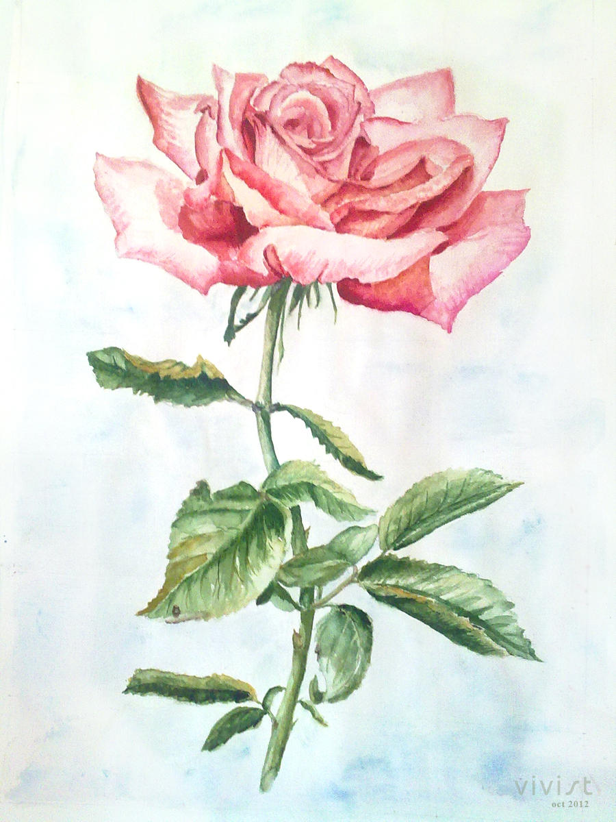 Pink rose by vivist on DeviantArt