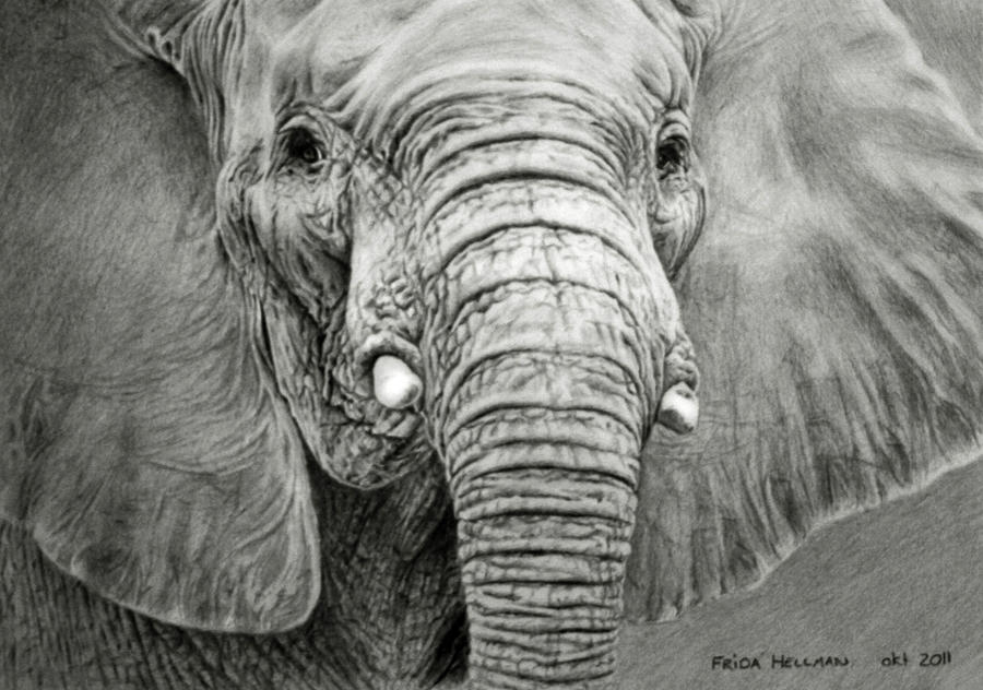 Elephant Drawing by dampStamp on DeviantArt Realistic Drawings Of Elephants