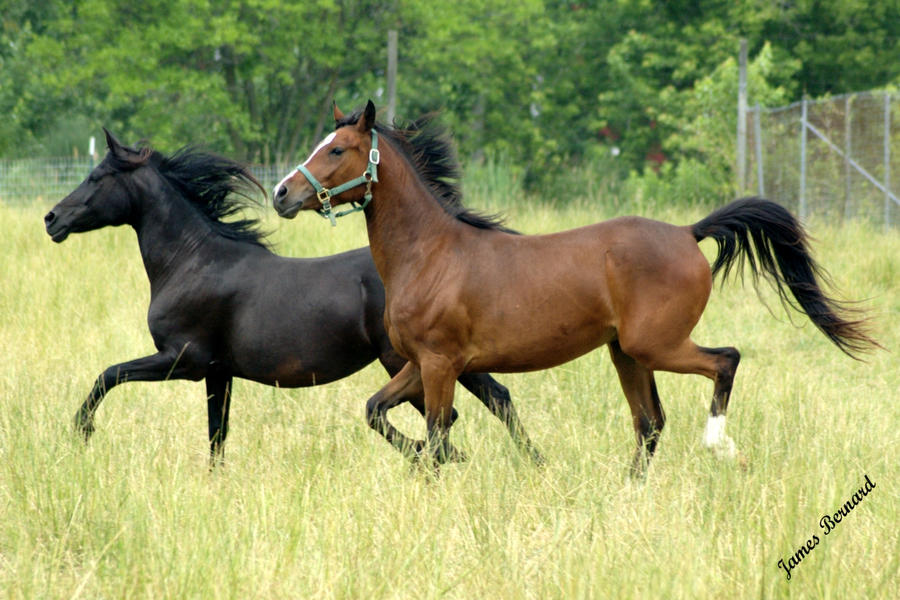 Besplatni porno grany of horses